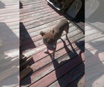 Small Photo #3 Mutt Puppy For Sale in Dana Point, CA, USA