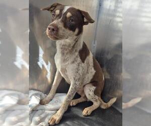 Chihuahua Dogs for adoption in San Antonio, TX, USA