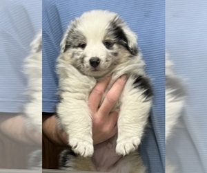 Shel-Aussie Puppy for sale in FORT MORGAN, CO, USA