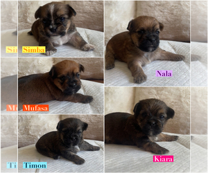 Shorkie Tzu Puppy for sale in EXETER, CA, USA