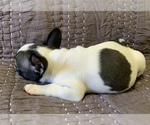 Small Photo #12 French Bulldog Puppy For Sale in MBORO, TN, USA