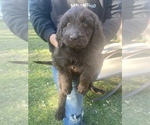 Small Photo #1 Goldendoodle-Newfoundland Mix Puppy For Sale in MORRIS, MN, USA