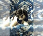 Small Photo #4 Shih Tzu Puppy For Sale in LANCASTER, PA, USA