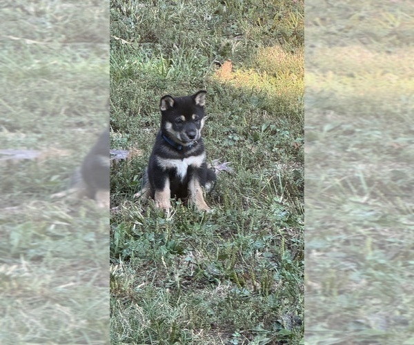 Medium Photo #5 Shiba Inu Puppy For Sale in NEW ATHENS, IL, USA