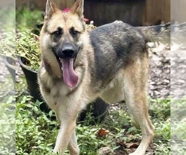 Medium Photo #7 German Shepherd Dog Puppy For Sale in Spring Lake, NJ, USA