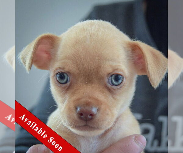 Medium Photo #1 Chihuahua Puppy For Sale in Huntley, IL, USA