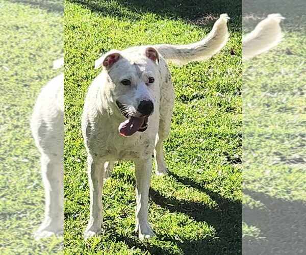 Medium Photo #15 American Pit Bull Terrier-Unknown Mix Puppy For Sale in Corona, CA, USA