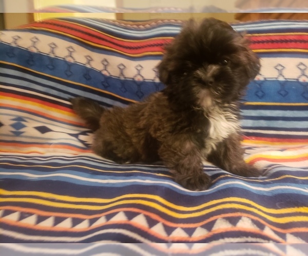 Medium Photo #5 Shih Tzu Puppy For Sale in MOUNTAIN GROVE, MO, USA