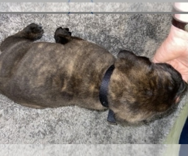 Medium Photo #6 Cane Corso Puppy For Sale in FLORENCE, MS, USA
