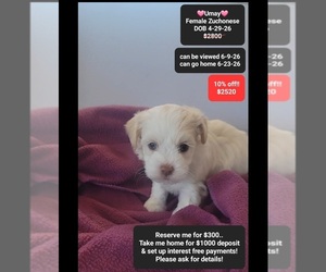 Havanese-Zuchon Mix Puppy for sale in TUCSON, AZ, USA