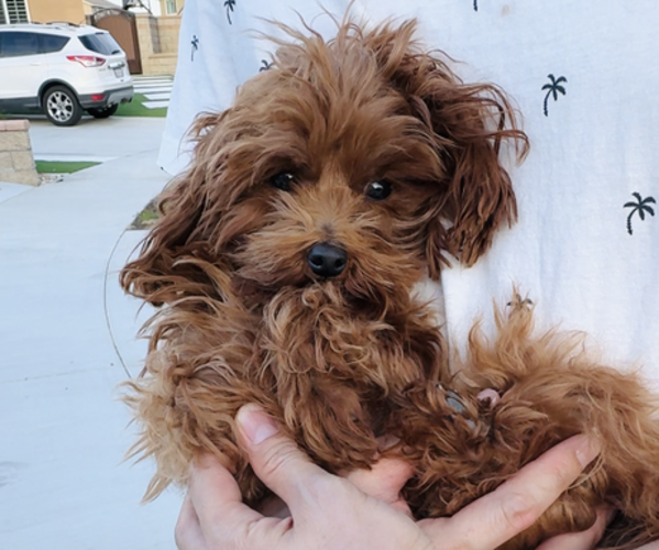 Medium Photo #1 Poodle (Toy) Puppy For Sale in CHINO HILLS, CA, USA