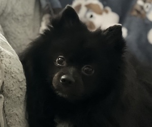 Father of the Pominese puppies born on 01/13/2026