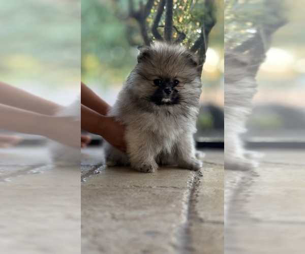 Medium Photo #4 Pomeranian Puppy For Sale in LEHIGH ACRES, FL, USA