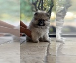 Small Photo #4 Pomeranian Puppy For Sale in LEHIGH ACRES, FL, USA