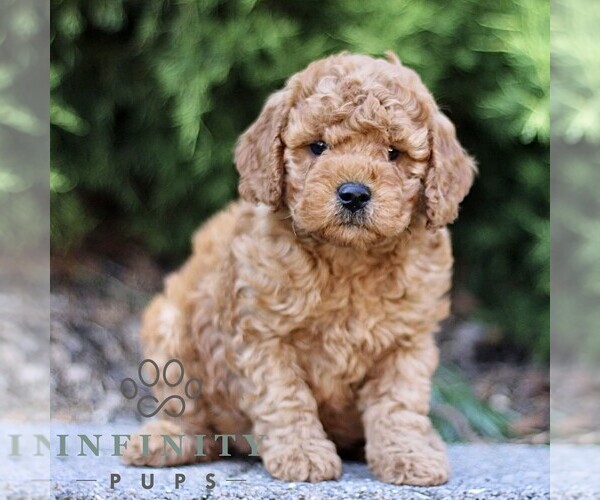 Medium Photo #1 Goldendoodle (Miniature) Puppy For Sale in KINZERS, PA, USA