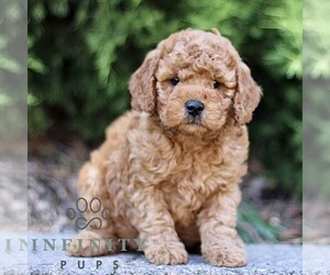 Goldendoodle (Miniature) Puppy for sale in KINZERS, PA, USA