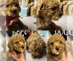 Small Photo #3 Goldendoodle (Miniature) Puppy For Sale in NIOTA, TN, USA