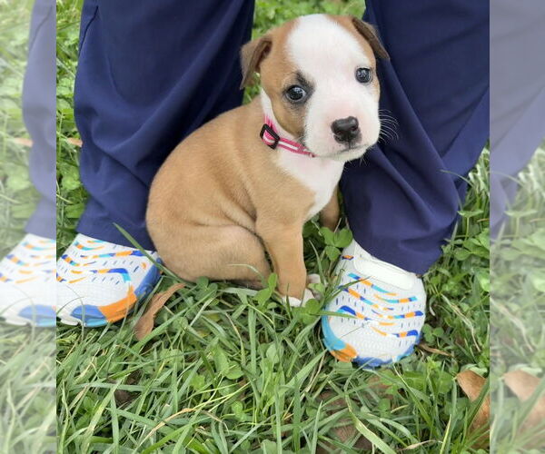 Medium Photo #4 Australian Shepherd-Unknown Mix Puppy For Sale in OKLAHOMA CITY, OK, USA