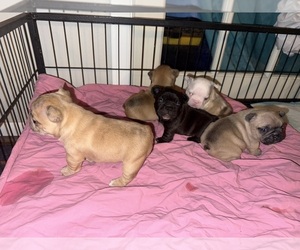 French Bulldog Puppy for sale in DOVER, FL, USA