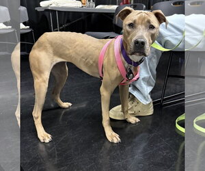 Tip - Female American Bulldog-Unknown Mix Dog for Adoption - Photo #9
