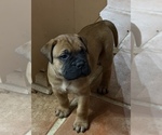 Puppy Puppy 5 blue Bullmastiff