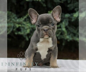 French Bulldog Puppy for sale in EAST EARL, PA, USA