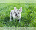 Small Photo #5 French Bulldog Puppy For Sale in BREMEN, IN, USA