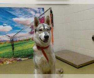 Siberian Husky Dogs for adoption in Moreno Valley, CA, USA