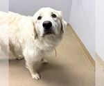 Small Great Pyrenees