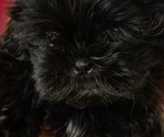 Small #1 Shih Tzu