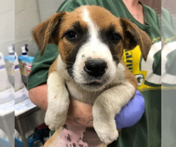 Medium Photo #1 Mutt Puppy For Sale in Yardley, PA, USA