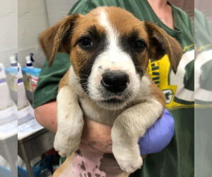 Mutt Dogs for adoption in Yardley, PA, USA