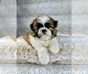 Shih Tzu Puppy for sale in GREENFIELD, IN, USA