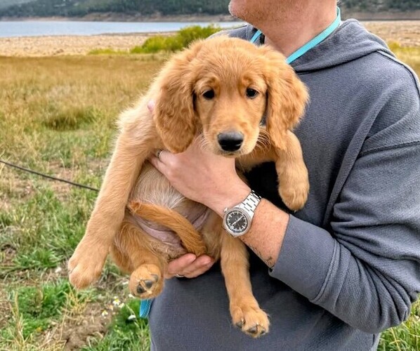 Medium Photo #1 Goldendoodle mix (+ Poodle Standard) Puppy For Sale in BLACK HAWK, CO, USA