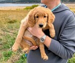 Puppy Missy Goldendoodle mix (+ Poodle Standard)