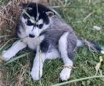 Small #9 Siberian Husky