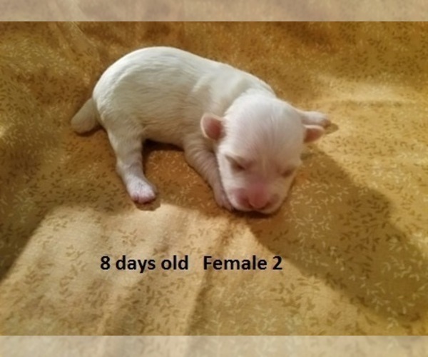Medium Photo #8 Havanese Puppy For Sale in DREXEL, MO, USA