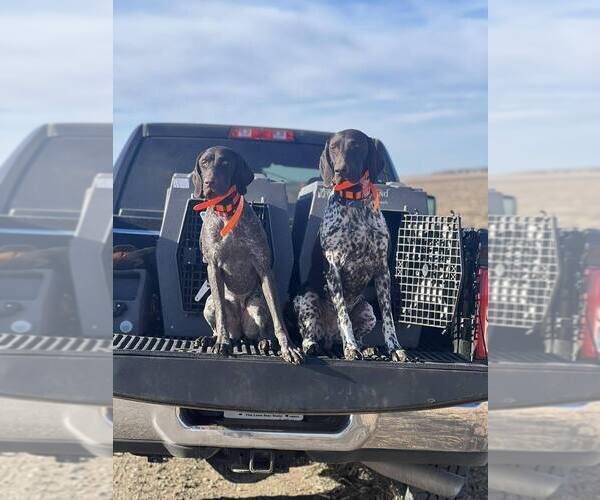 Medium Photo #1 German Shorthaired Pointer Puppy For Sale in SARANAC, MI, USA
