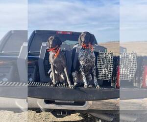 German Shorthaired Pointer Puppy for sale in SARANAC, MI, USA