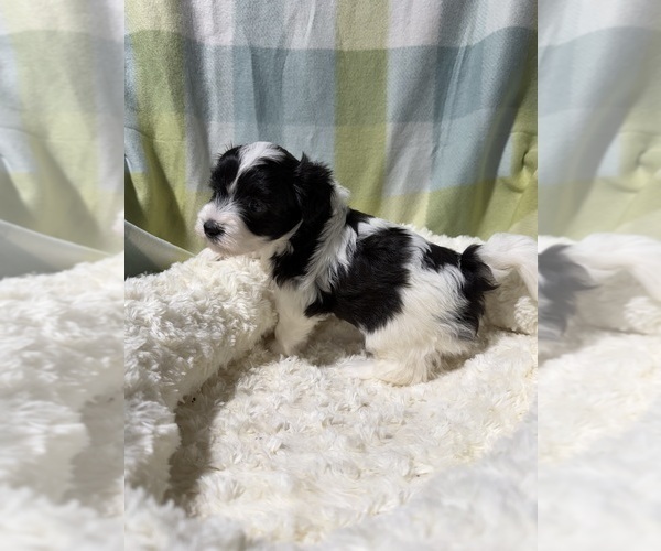 Medium Photo #1 Havapoo Puppy For Sale in GUTHRIE, KY, USA