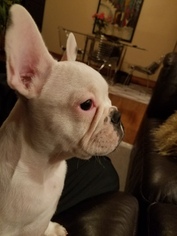 French Bulldog Puppy for sale in STAMFORD, CT, USA
