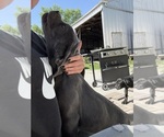 Small #5 Cane Corso