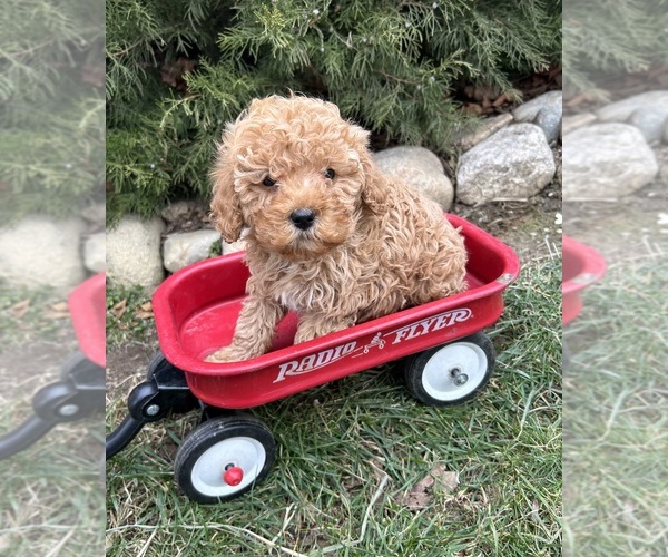 Medium Photo #3 Goldendoodle (Miniature) Puppy For Sale in MIDDLEBURY, IN, USA