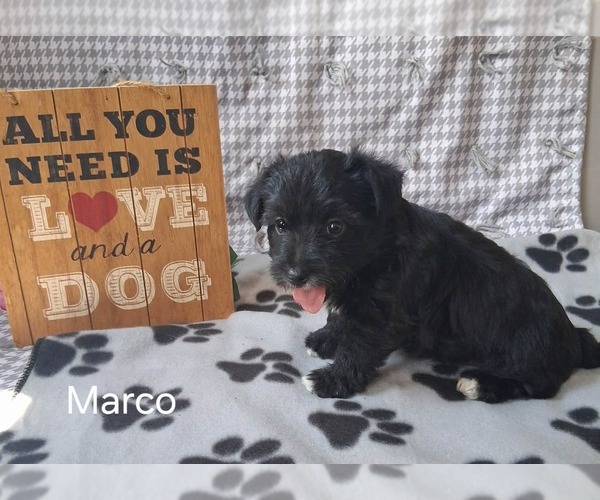Medium Photo #2 Yo-Chon Puppy For Sale in MOUNT PLEASANT, MI, USA