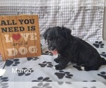 Small #1 Yo-Chon