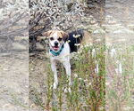 Small #3 Puggle