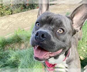 French Bulldog-Unknown Mix Dogs for adoption in Martinez, CA, USA