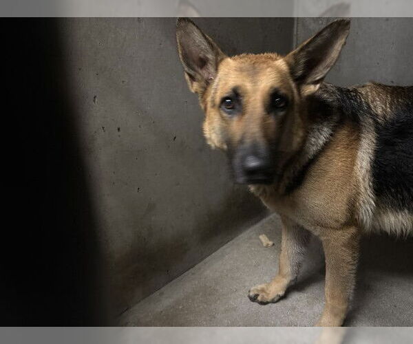 Medium Photo #1 German Shepherd Dog Puppy For Sale in San Bernardino, CA, USA