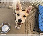Small #5 Labrador Retriever Mix