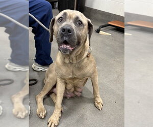 Mutt Dogs for adoption in Forestville, MD, USA